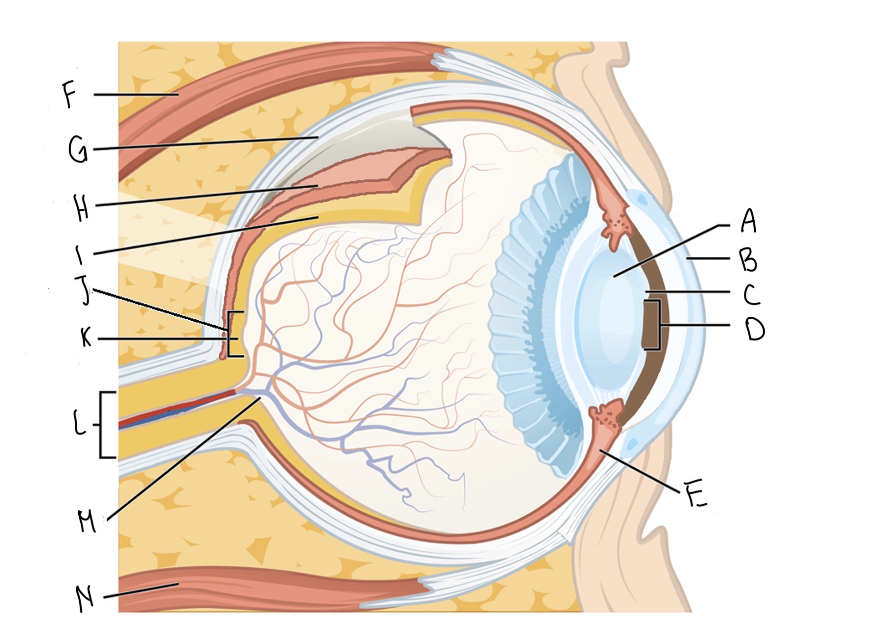 <p>Label the transverse section of the eye</p>