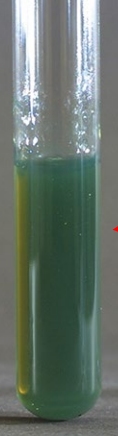 <p>test and result</p>