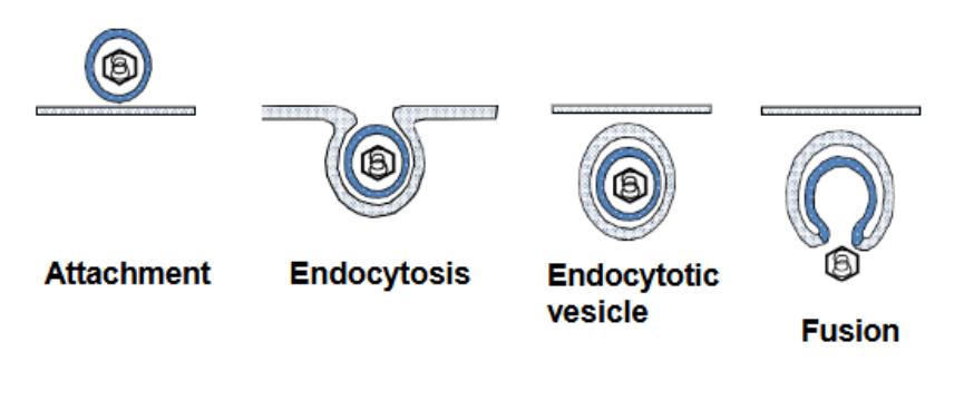 <p>Describe receptor-mediated endocytosis entry</p>