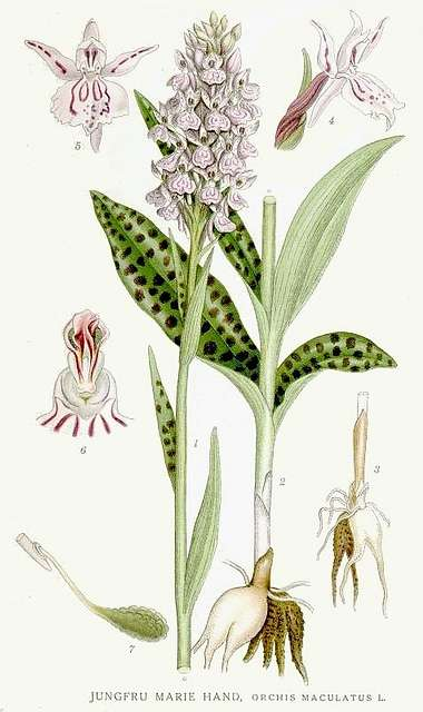 <p>Fläcknycklar     (fläckar på blad)</p>