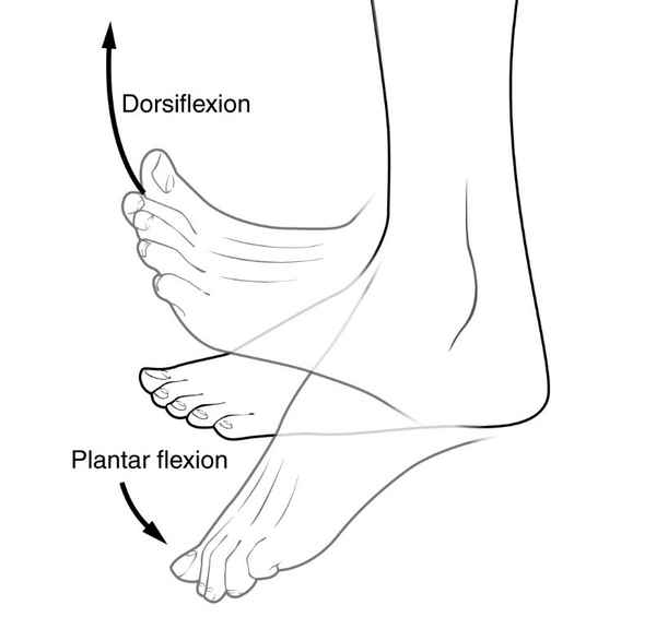 <p>Name a dorsiflexion muscle </p>