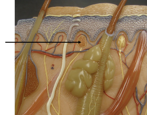 <p>Meissner Corpuscle </p>