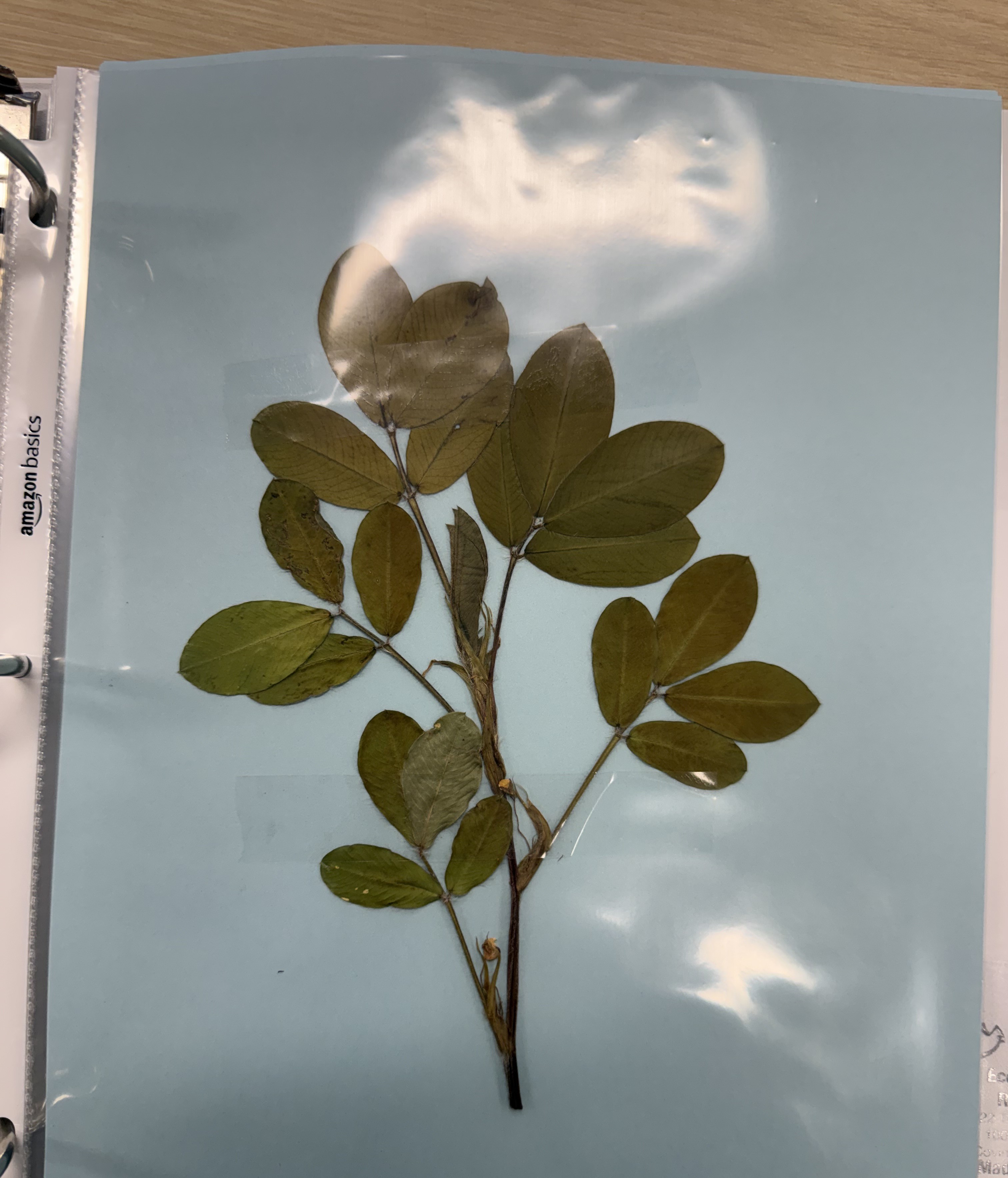 <p>Plant</p>
