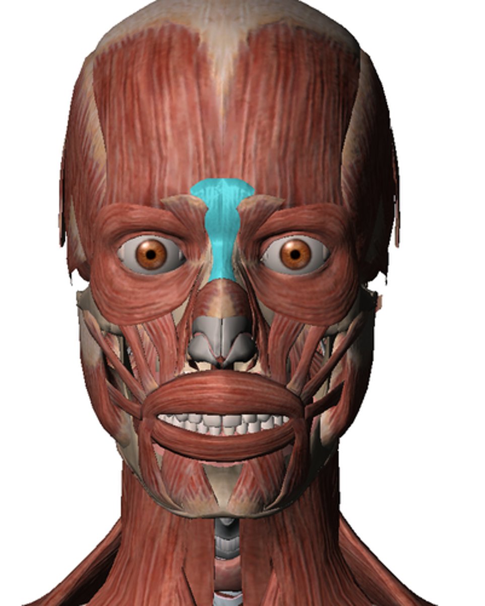 <p>Covers the bridge of the nose, lowers the eyebrows, and causes wrinkles across the bridge of the nose.</p>