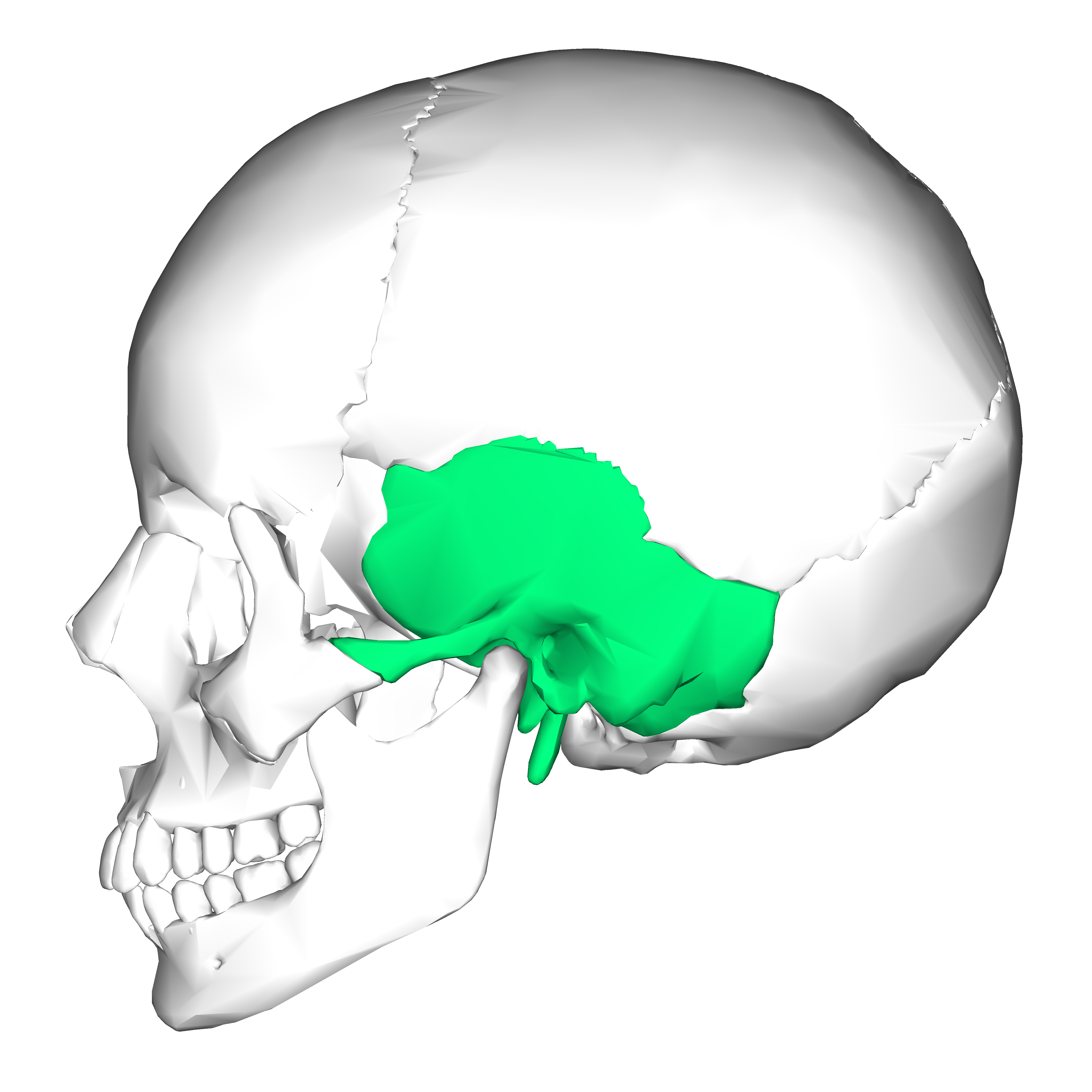 <p>Near ears</p>