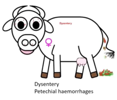 <p>1. Babesiosis, anaplasmosis, BEF, Lantana poisoning</p><p>2. Most cases die, milder cases survive if supported by administration of broad-spectrum-antibiotics and removed from plant</p><p>3. Adequate feeding should ensure cattle do not graze bracken fern</p>