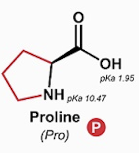 <p>Proline (Pro, P)</p>