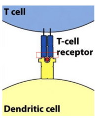 <p>each t cell has a unique receptor with specificity for a particular antigen presented by MHC</p><p>T cells specific for an antigen find dendritic cells presenting that antigen</p><p>more than 1bil T cells</p>