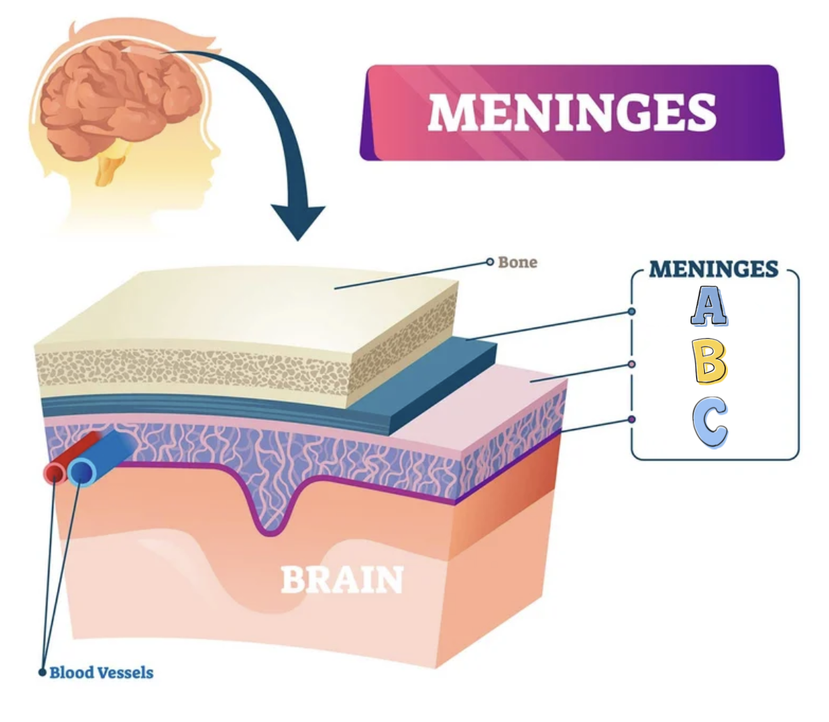 <p>What Part of the Meninges is A?</p>