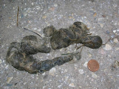 <p>More meat=darker, twisted rope, tipped end, will see fur/bones/seeds. Coyotes often deposit in middle of trails/edges of territory. Foxes often deposit on prominent areas (rock, mounds).</p><p>Scrapes are amorphous and scattered.</p>