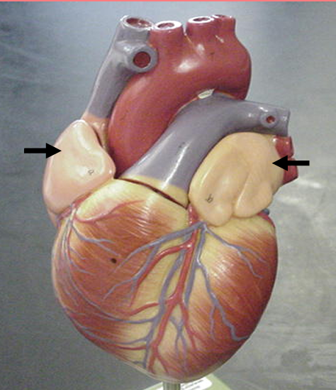 <p>right and left</p><p><span>small, ear-shaped, muscular pouches projecting from the right and left atria of the heart</span></p>