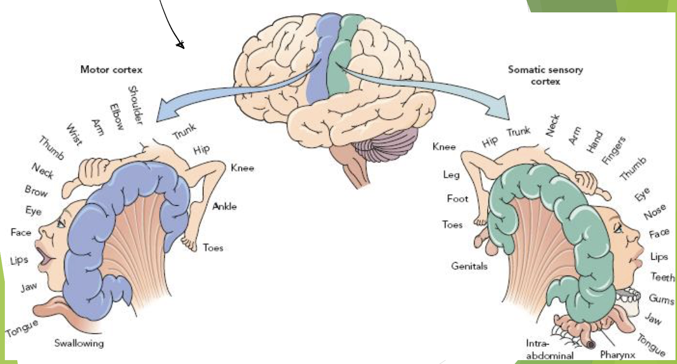 <p>Somatotopic map = represents the body in the somatosensory cortex</p><ul><li><p>adjacent body parts are represented in adjacent parts of the cortex </p></li></ul><p></p>