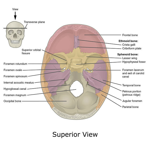 <p>Hole in bone through which nerves and blood vessels pass</p>