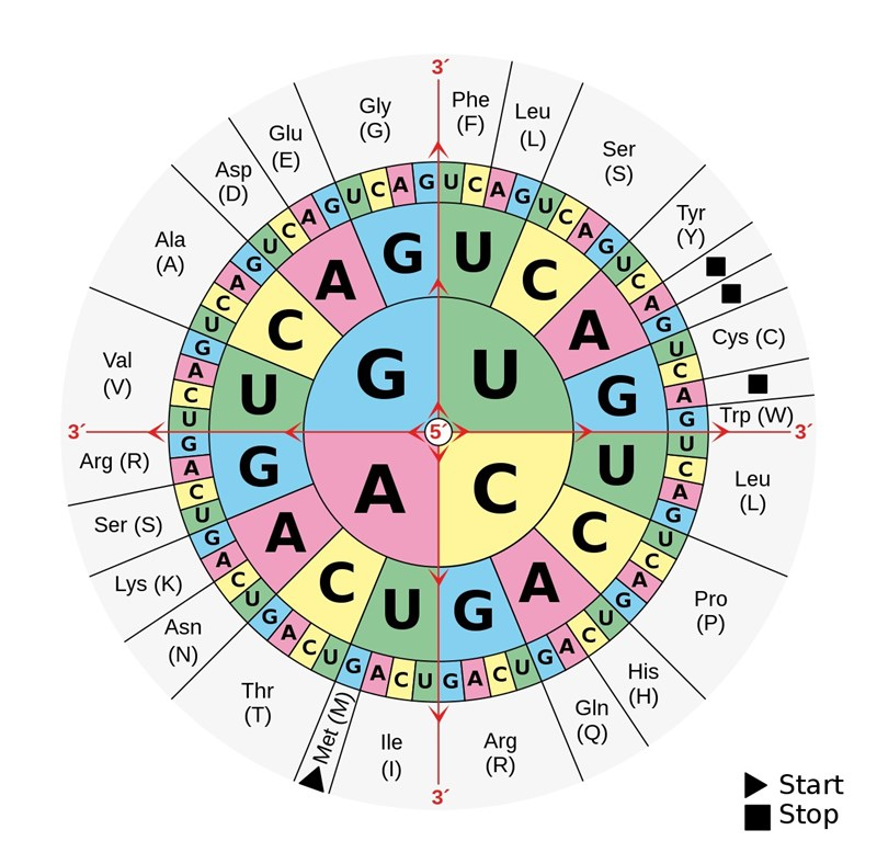 <p><strong>mRNAs</strong> <strong>kodon</strong> som kommer matchas till en tRNA med korresponderande antikodon och aminosyra. Alltså är det mRNA som bestämmer aminosyran och dens kodon man kollar på i aminosyratabell. </p>