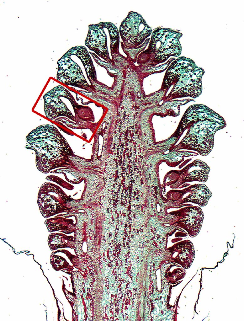 <p>A specialized scale that bears ovules. It is found in conifers, especially the Pinaceae.</p>