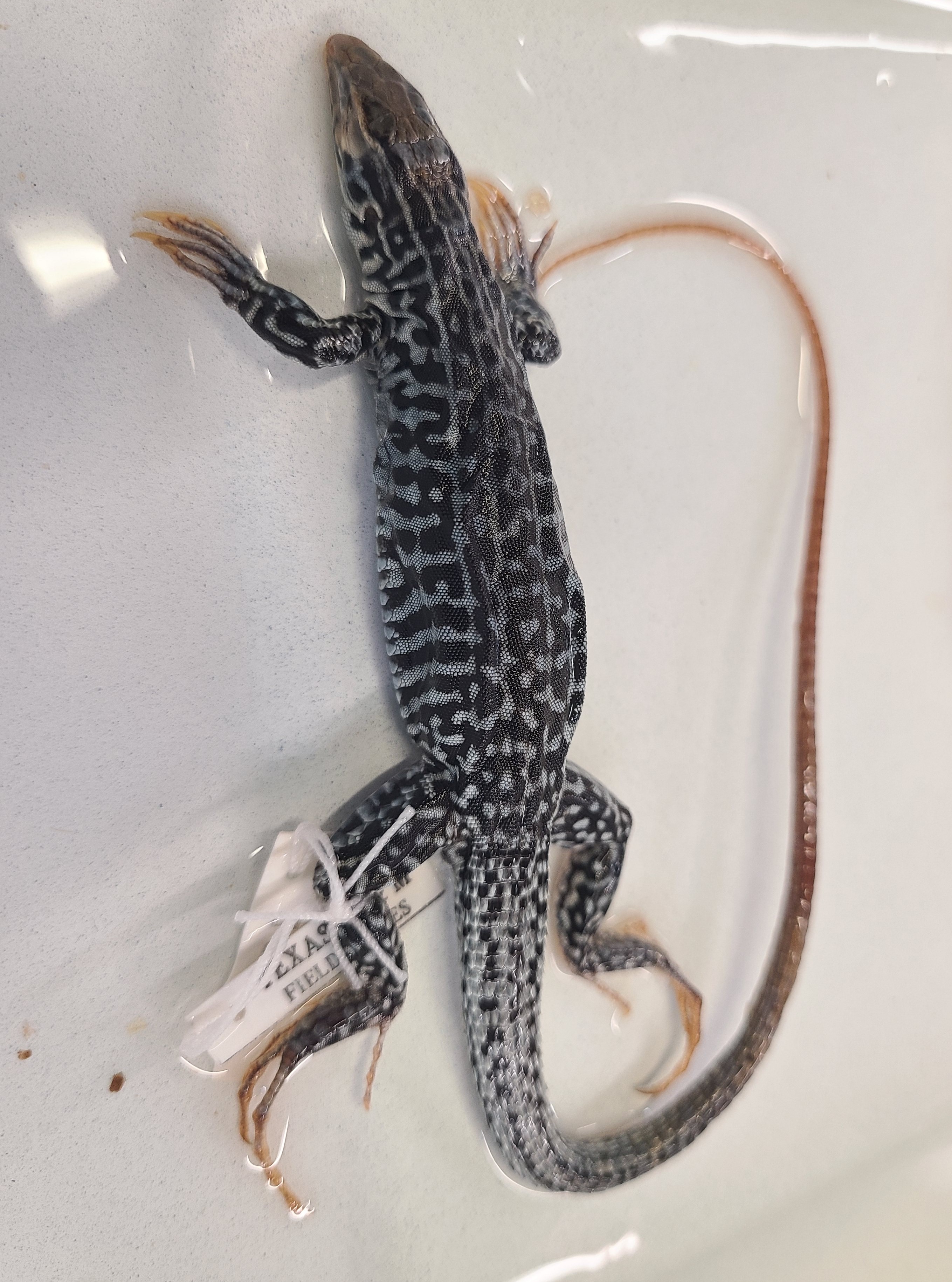 <p>Scientific name and distinguishing feature</p>