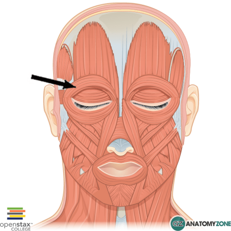 <p>orbicularis oculi</p>
