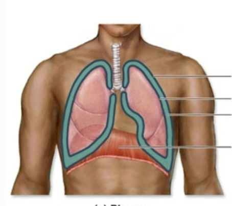 <p>What is pleura (and label this diagram)</p>