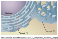 <p>smooth ER</p>