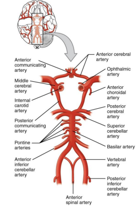 <ul><li><p><span><strong>Internal Carotid Arteries:</strong> Branch off the common carotids and enter the braincase through the carotid canal of the temporal bone.</span></p></li><li><p><span><strong>External Carotid Arteries:</strong> Supply blood to the superficial structures and surface of the cranium.</span></p></li></ul><p></p>