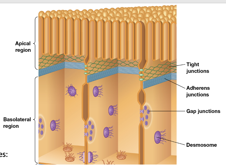 <p><strong>Adherens Junction:</strong></p><ul><li><p>Continuous band of cell-cell connection</p></li><li><p>links the <u>MF network in one cell to the MF network in a neighboring cell</u></p></li></ul><p><strong>Desmosome:</strong></p><ul><li><p>Localized disc of cell-cell connection</p></li><li><p>links the <u>IF network in one cell to the IF network in a neighboring cell</u></p></li></ul><p></p>