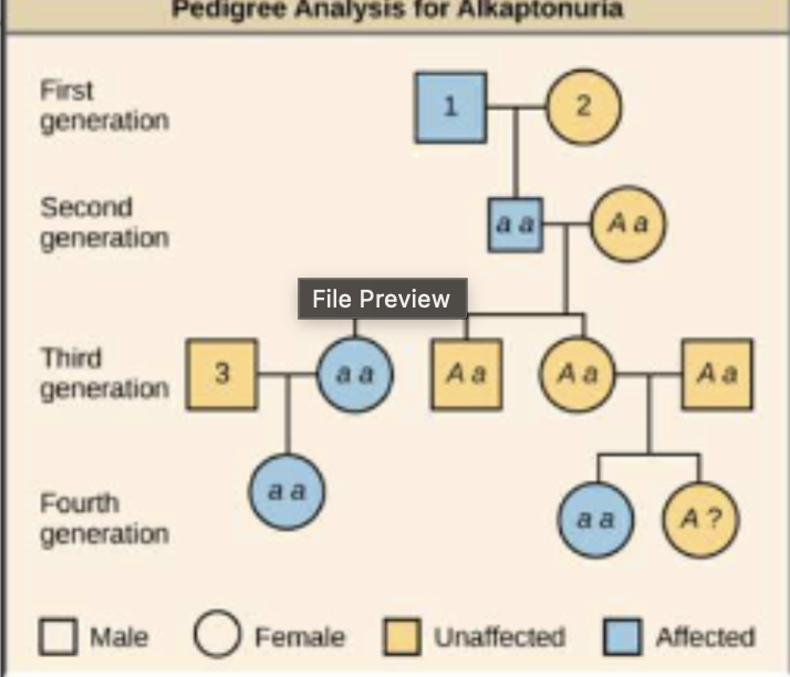 <p>How is it possible to determine a person’s genotype from the genotype of their offspring</p>