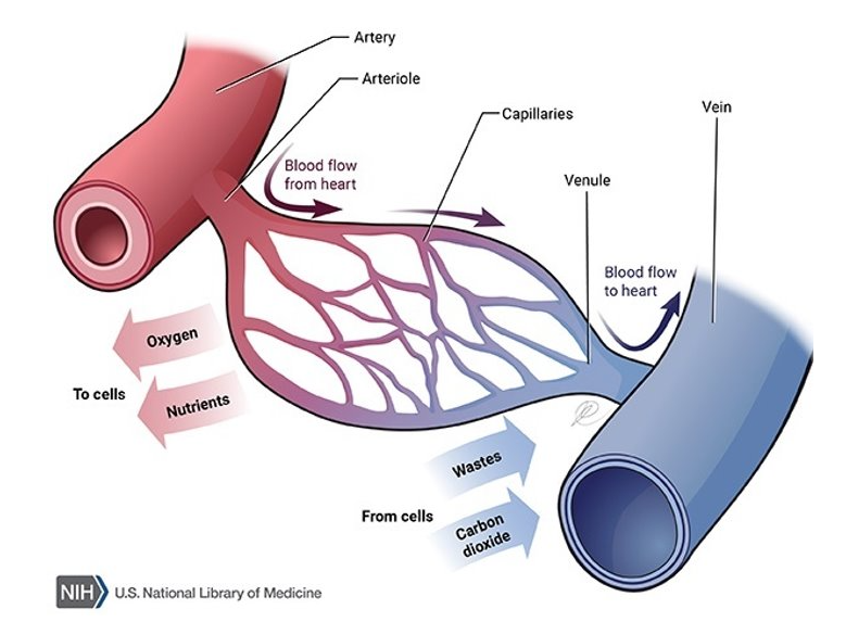 <p>is this pulmonary or systemic and how would we draw it out if it were the other one?</p>