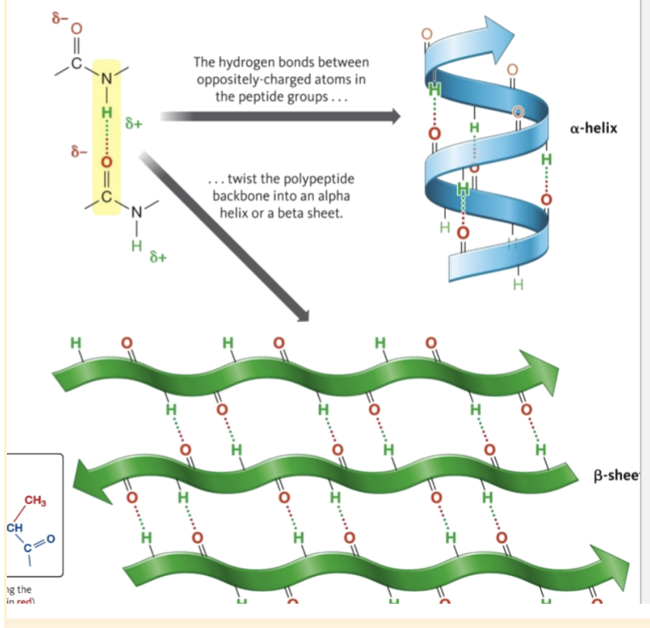 <p>Hydrogen bonds between peptide groups of the backbone commonly form two secondary structures, the alpha helix and the beta sheets  </p>