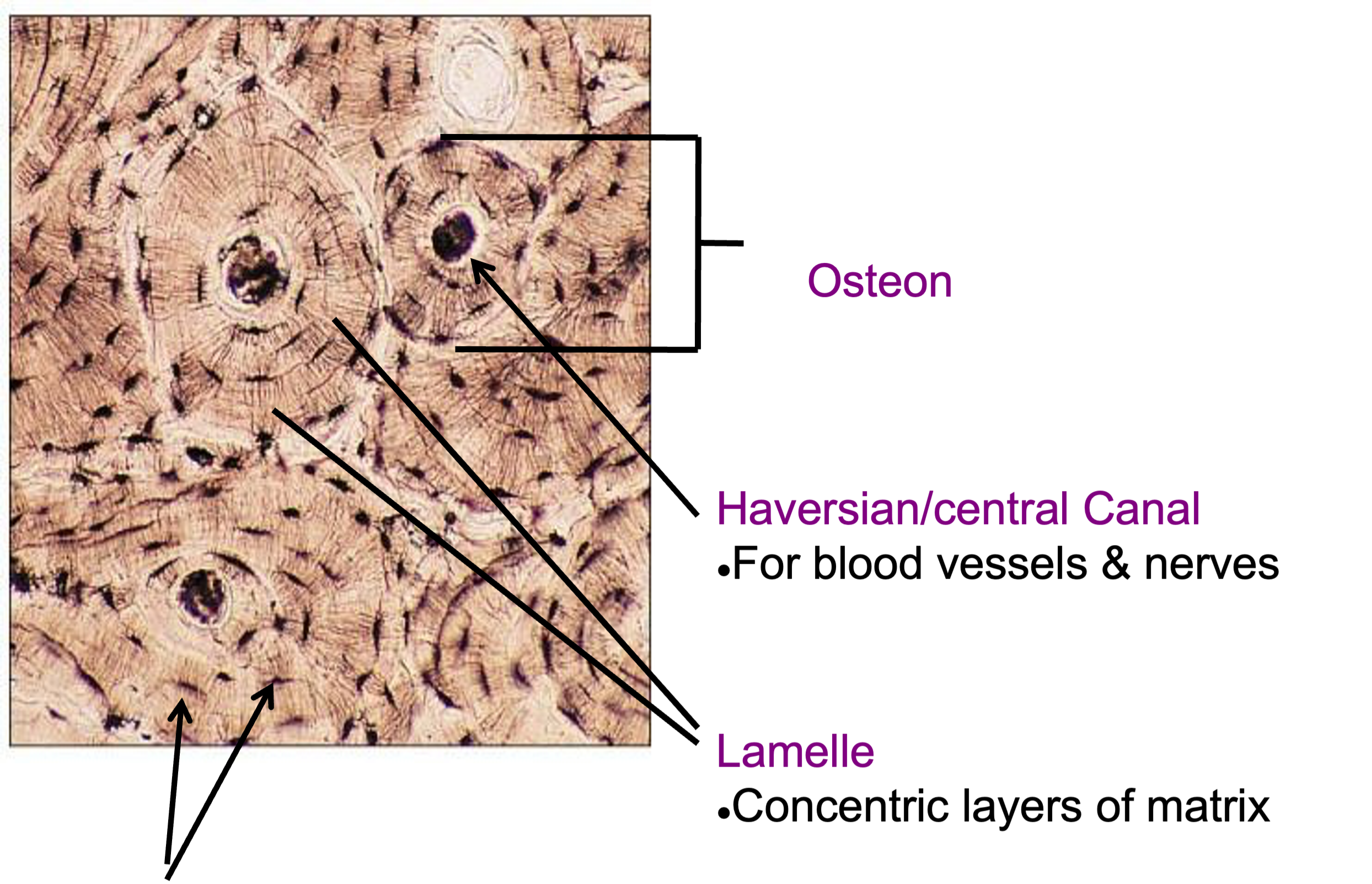 <p><strong>What type of bone is this?</strong></p>