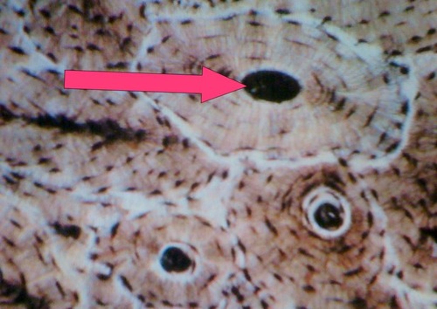 <p>blood vessels and nerves lined by endosteum</p>