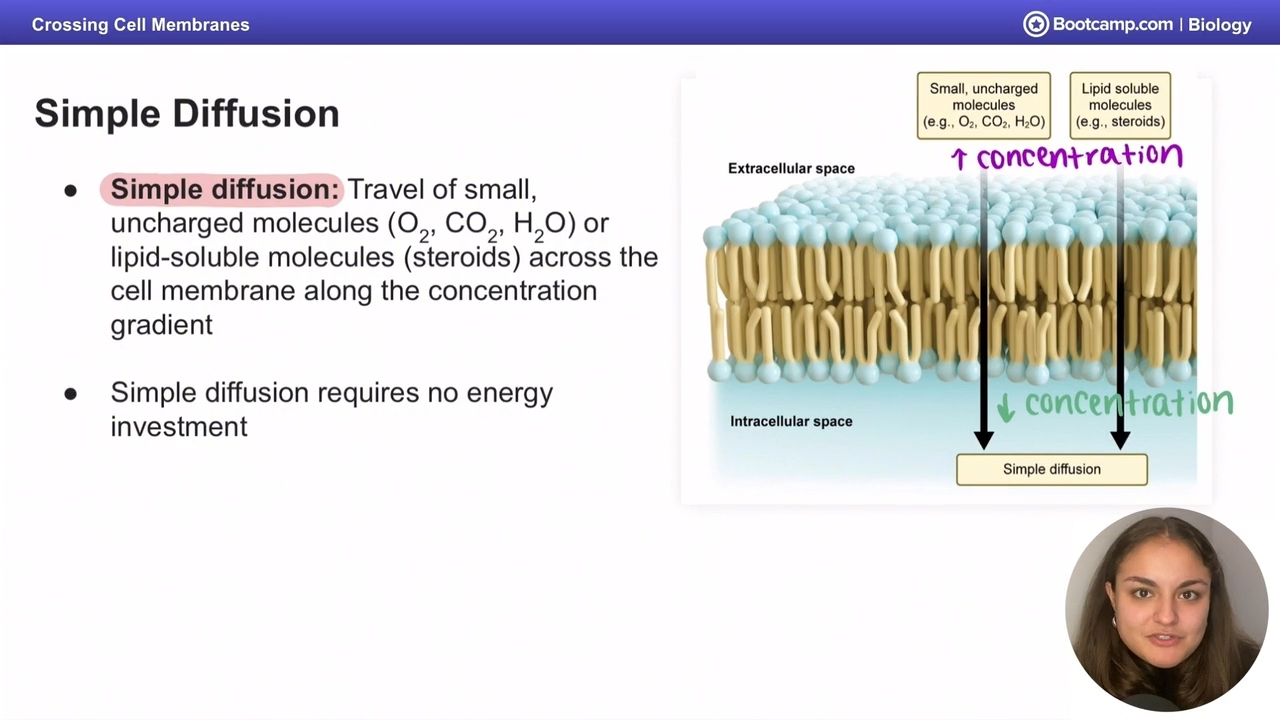 <p>small uncharged molecules or lipid soluble molecules </p><p>across a concentration gradient (no energy) </p>