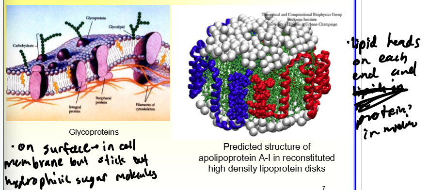 <p>glycoproteins and apolipoprotein A-I</p>