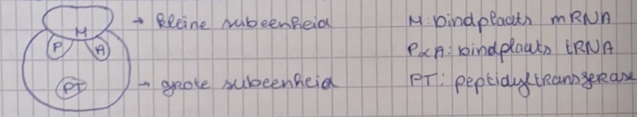<p>opeenvolging van codons die vertaald moet worden tot de overeenkomstige sequentie aminozuren</p><p>bestaat uit eiwitten en rRNA</p>