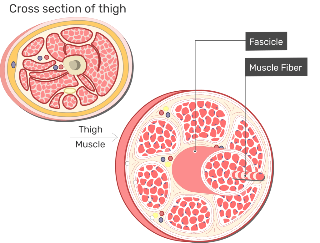 <p><span>Fascicle</span></p>