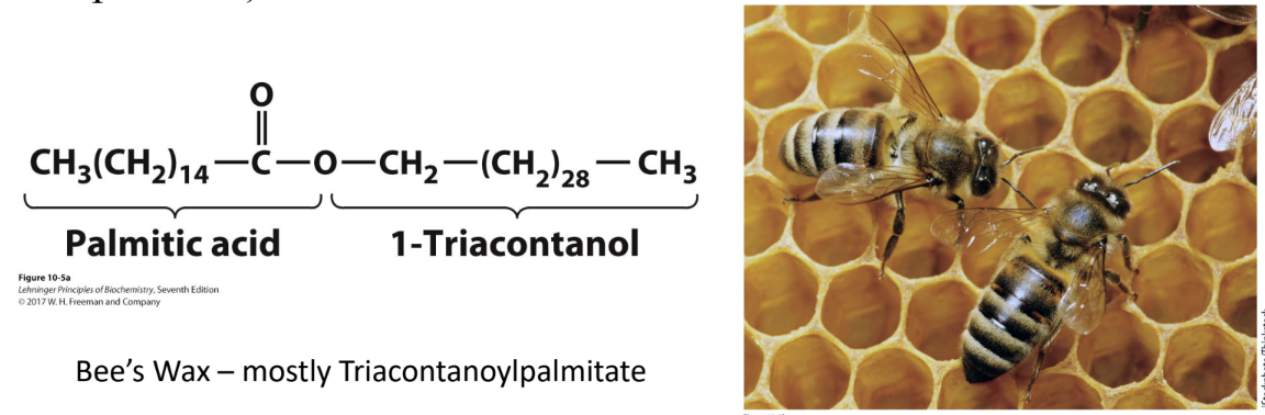 <p>What are biological waxes?</p>