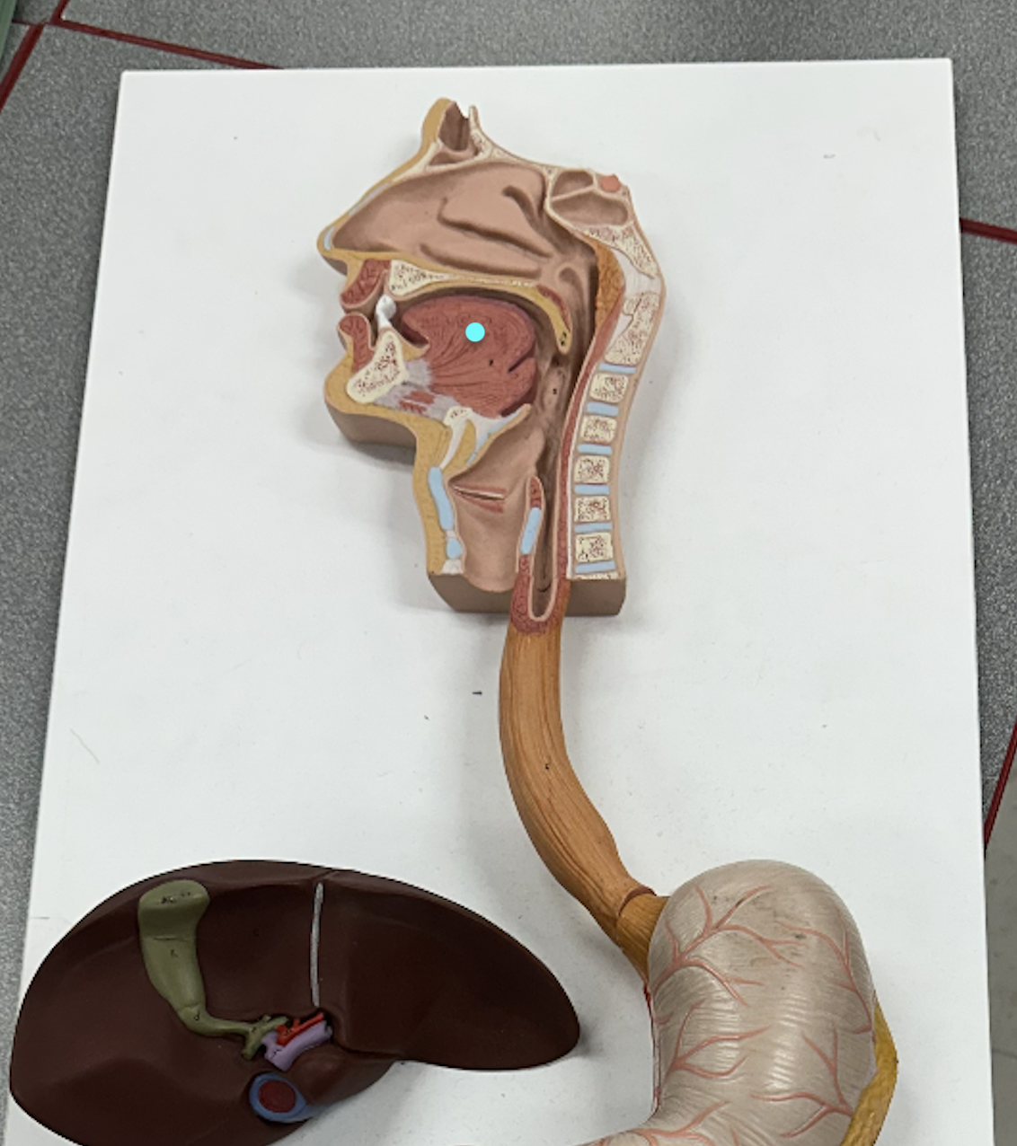 <p>Identify this structure</p>