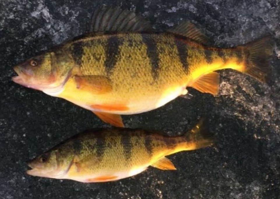 <p>Yellow perch</p>