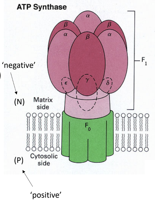 <p>What enzyme uses the proton gradient to make ATP?</p>