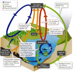 <p>sources = processes that release CO2 to the atmosphere (volcanoes, fires, decomposition, respiration, digestion, burning fossil fuels)</p><p>sinks = processes that absorb carbon (photosynthesis, forests, oceans and freshwater bodies, fossil fuels and carbonate rocks)</p>