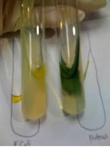 <p>green slant when reagent added</p>