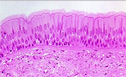 <p>what is this tissue?</p>