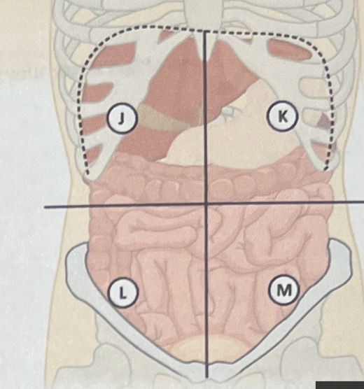 <p>What is M?</p>