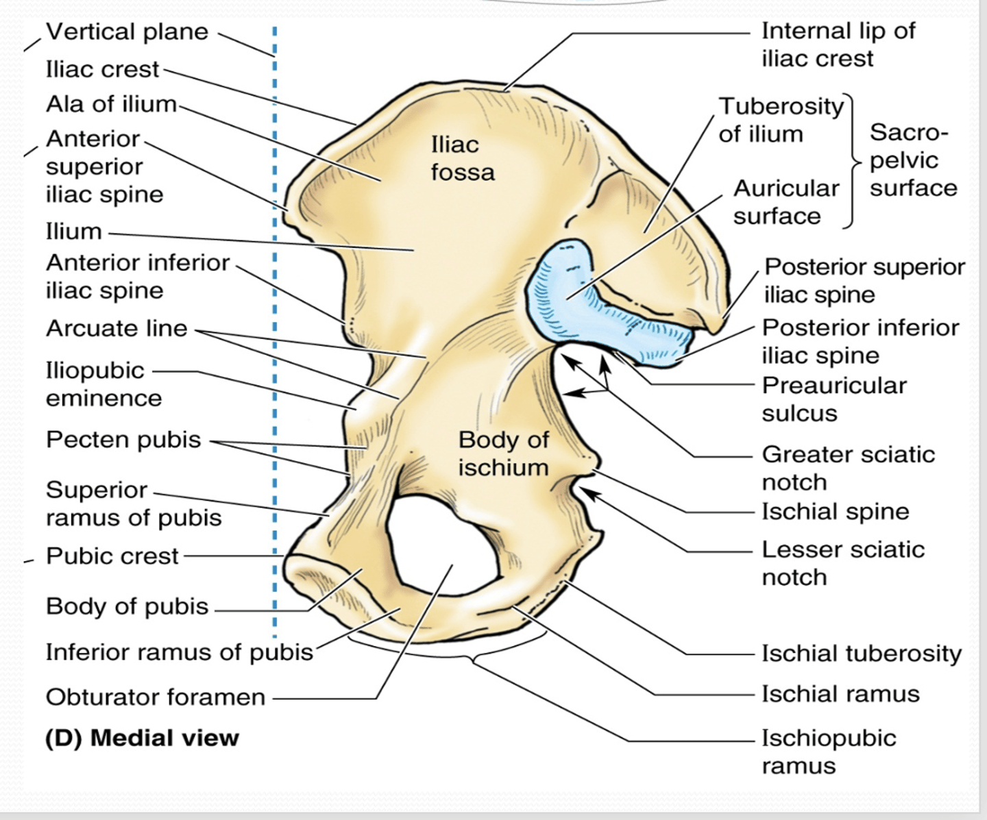 <p>What does the superior ramus of the pubis help form? </p>