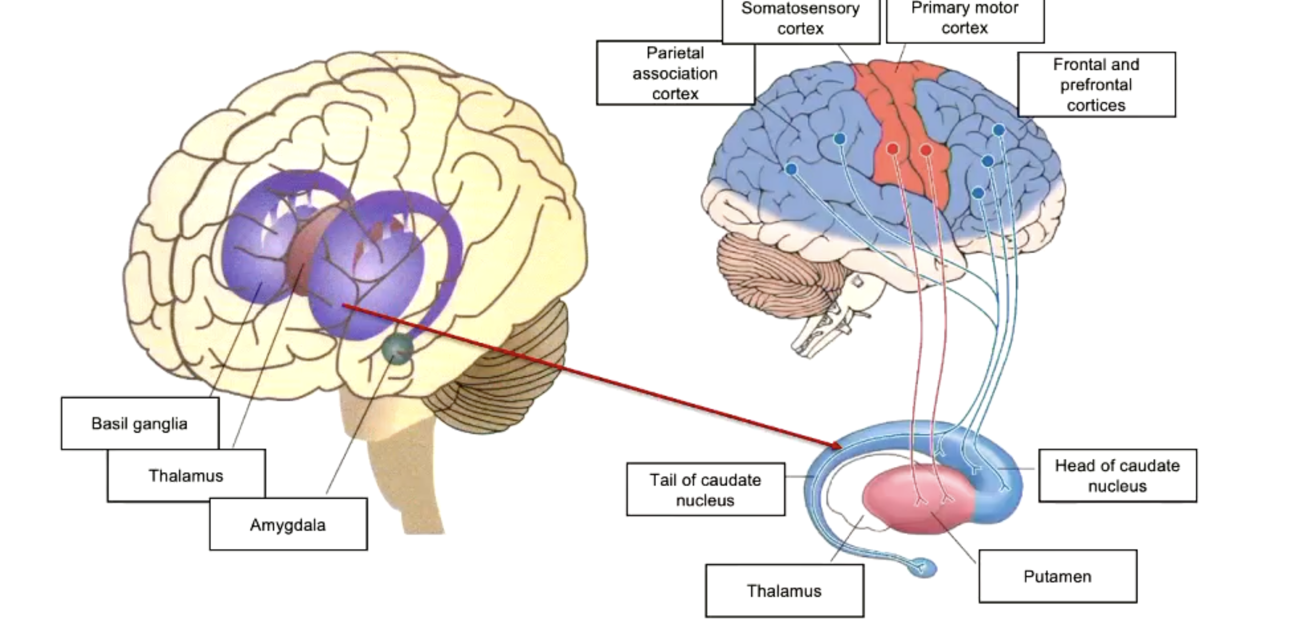 <p>The nuclei of the basal gangli (includes caudate nucleus and Putament) are responsible for controlling involuntary movement, particularly aspects that are highly autonomised or involuntary (such as walking)<br>BG dysfunction in Parkinson’s.</p>