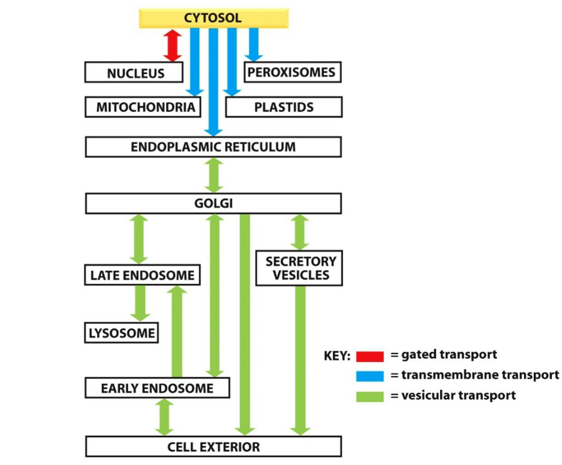 <p>the movement of proteins between organelles is consistent with ____ among these compartments</p>