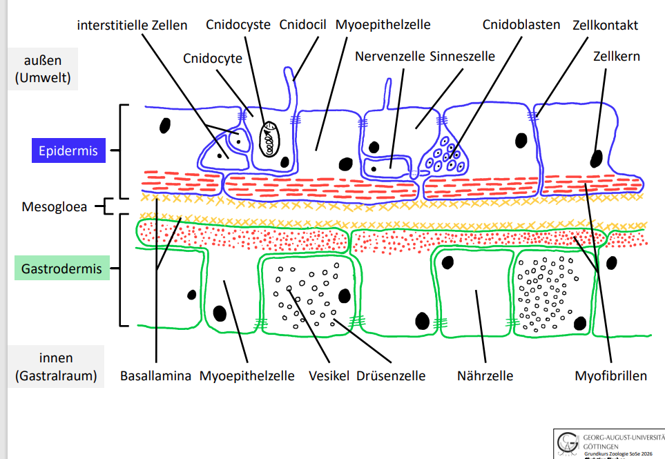 <p>Die der Umwelt zugewandte Seite ist die Epidermis.</p>
<p>Begründung: Bei Cnidaria besteht die Körperwand aus:
Epidermis = äußere Zellschicht</p>