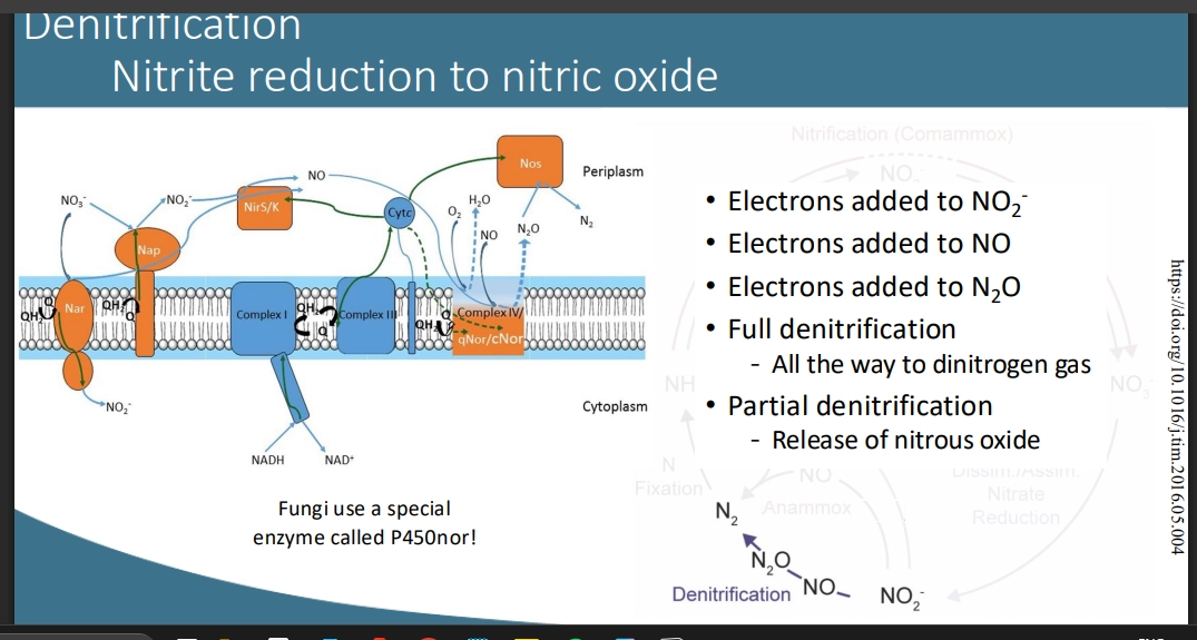 <ul><li><p>so we just keeping reducing NO2- to eventually form N2 gas. closing the Nitrogen cycle loop, a full cycle back to atmospheric N2 released as gas</p></li><li><p>organisms may keep reducing it (Full Denitrificaton) or only do certain steps (Partial Denitification, to form NO-)</p></li><li><p>Partial Denitrification, you just pump out NO- greenhouse gas. </p></li><li><p>tends to happen only anaerobically - as it involves using NO2- &amp; NO- as terminal e acceptors in the e transport chain to drive the proton gradient and make ATP - but with O2 present u can gain more energy, so is preferred when possible. </p></li><li><p>common for orgs to be able to switch under changing conditions </p></li><li><p>eg Fungi use a special enzyme (p450nor) to denitify, making O2 available for other processees</p></li></ul><p></p>