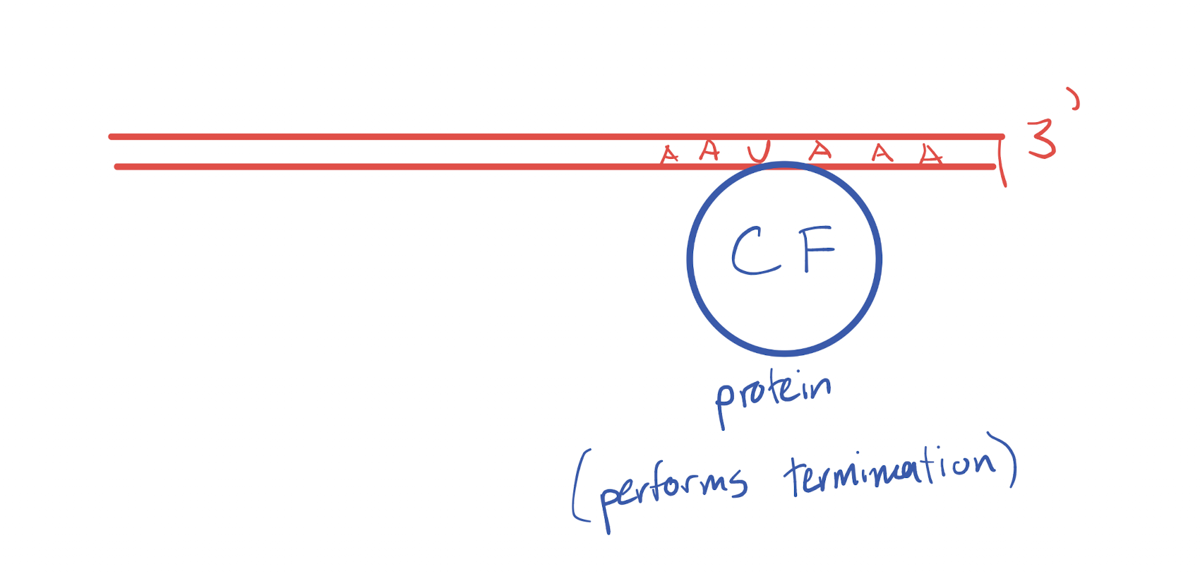 <ol><li><p>Factor dependent terminator is reached in the DNA and translated into RNA</p></li><li><p>Terminator RNA sequence recruits a cleavage factor protein based on a sequence in the created strand and retains said sequence</p></li><li><p>RNA formation stops as RNA polymerase is stopped by the protein</p></li></ol><p></p>