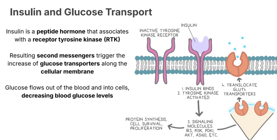 <p><strong>Insulin </strong>is a <strong>peptide hormone </strong>that associates</p><p>with a <strong>receptor tyrosine kinase </strong> (RTK)</p><p></p><ul><li><p>Resulting <strong>second messengers </strong>trigger the increase of <strong>glucose transporters </strong>along the cellular membrane</p></li></ul><p></p><p>Glucose flows out of the blood and into cells, <strong>decreasing blood glucose levels</strong></p>