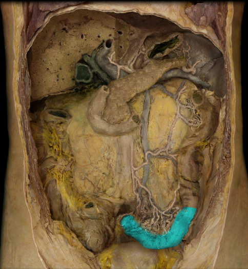 <p>as the descending colon enters the pelvis, it curves toward the midline of the body in an S-shape</p>